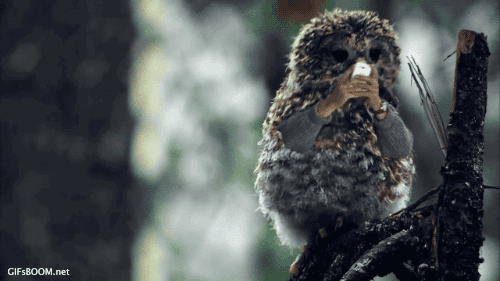 a gif of an owl texting and moving its head around like it is excited