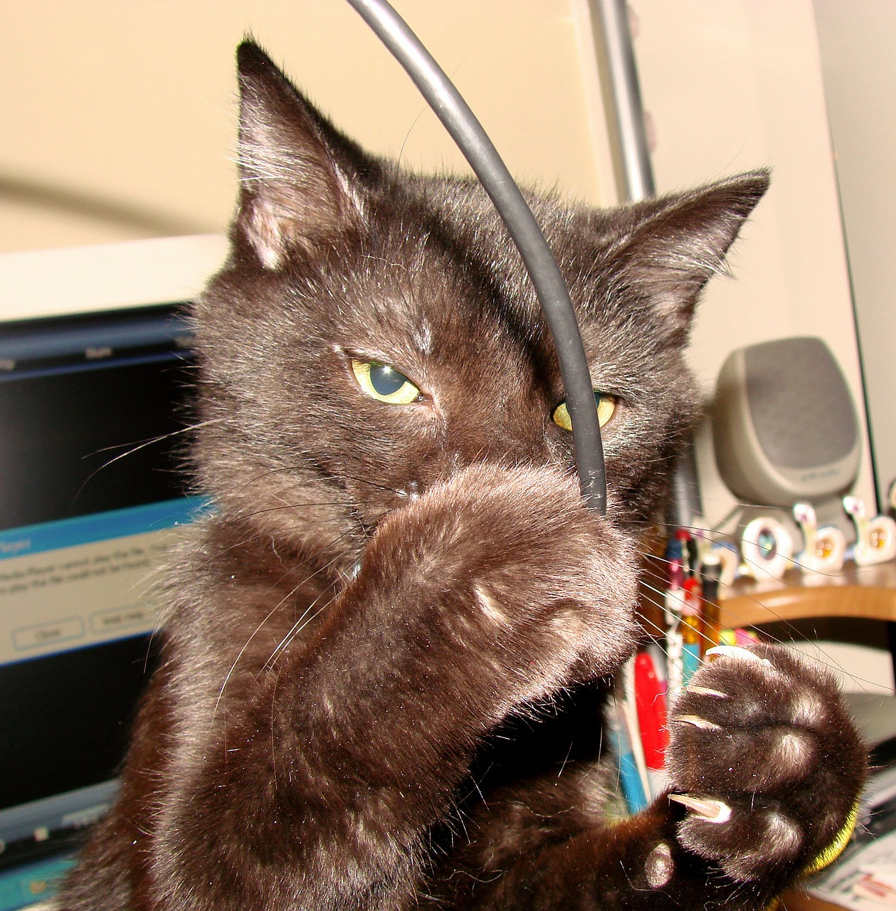 Cat playing with wires