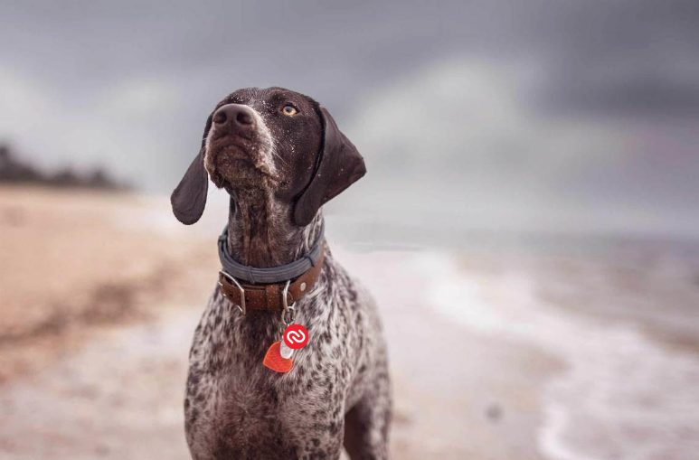 Brown and white dog with a collar standing on a beach looking up