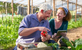 Man holding a red bell pepper and woman using a tablet in a greenhouse.